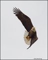 _2SB4046 american bald eagle